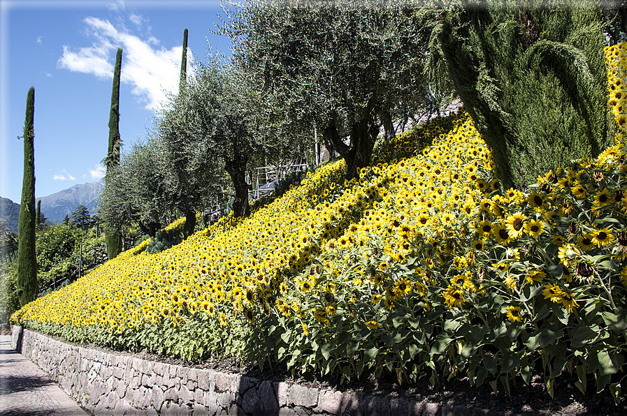 foto Giardini Trauttmansdorff - Giardini del Sole